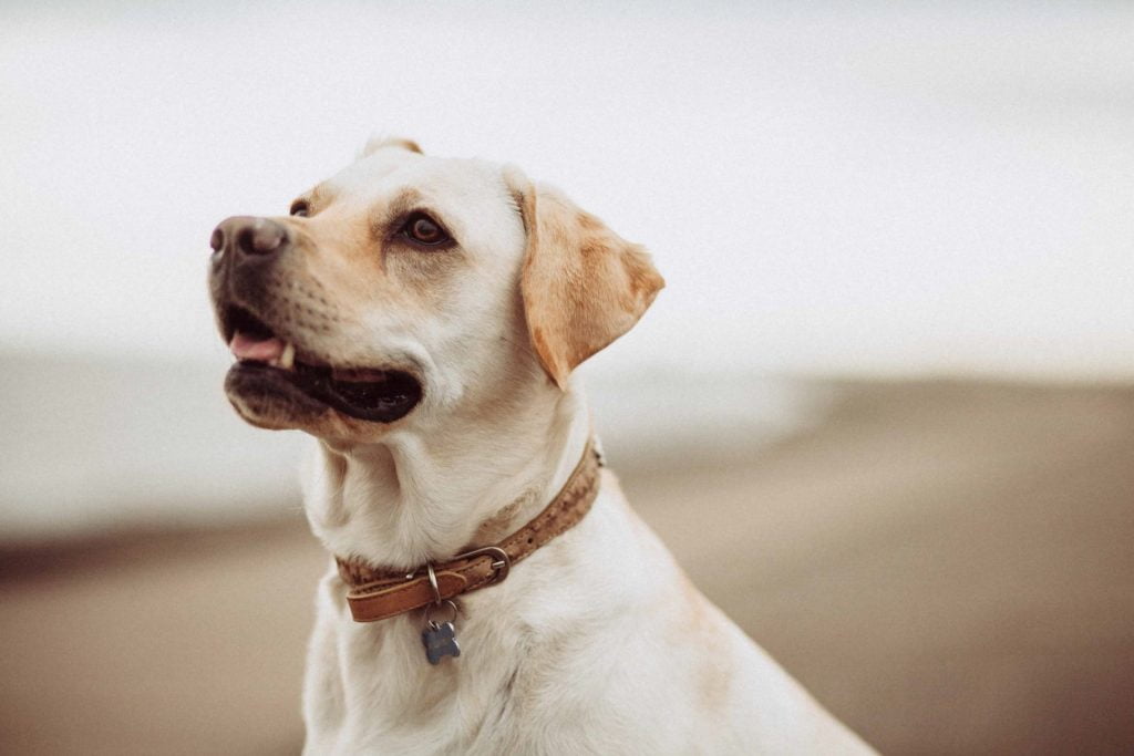 5 bonnes raisons de faire appel à un éducateur canin - 5 raisons