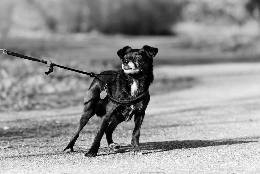 Mon chien tire sur la laisse. Pourquoi ? - tire sur la laisse