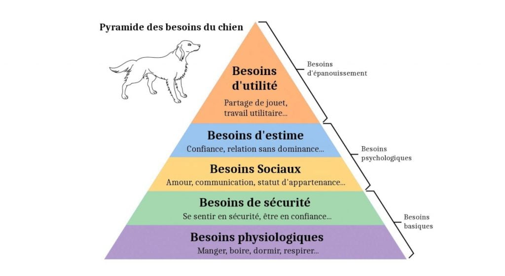 Les besoins canins - marslow