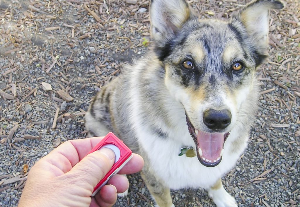Le clicker training - dog clicker training