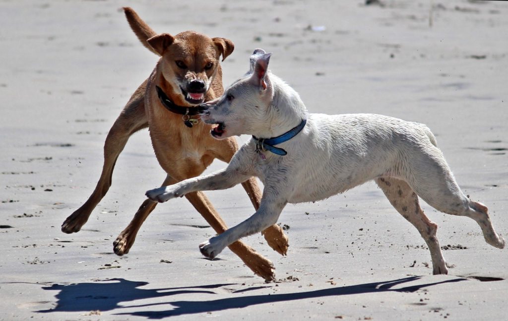 Le mythe de la dominance chez le chien - combat