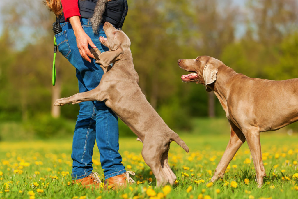Les sauts (d’accueil) chez le chien - adobestock 147337308