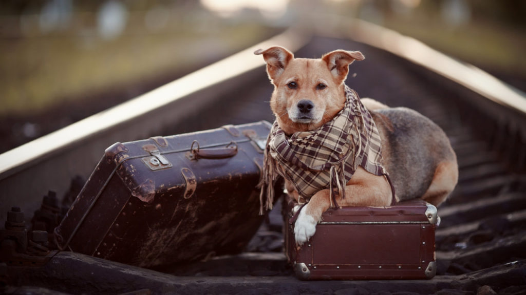 La fugue chez le chien - chien valises