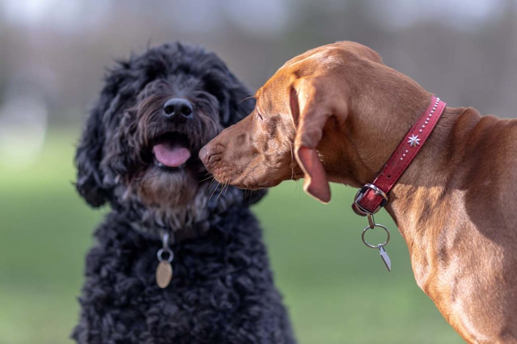 Prendre un deuxième chien - rencontre