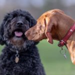 AMICANIN : éducation canine - dressage à Beuzeville - Eure - Normandie - rencontre