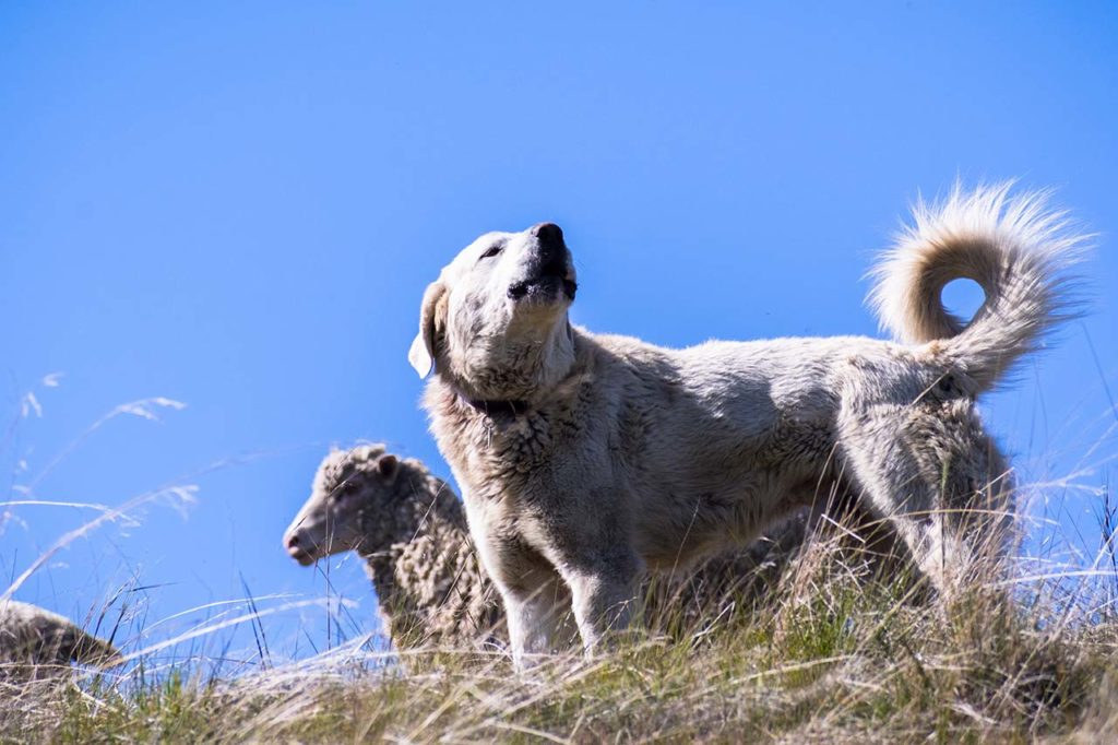La prédation chez le chien - chien mouton