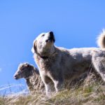 AMICANIN : éducation canine - dressage à Beuzeville - Eure - Normandie - chien mouton