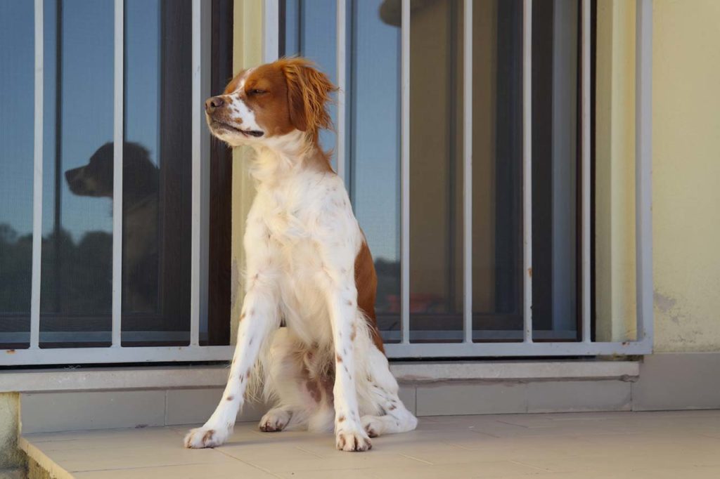 Breaking news - chien garde