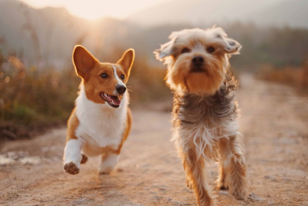 Nouvelle fonctionnalité : des news en temps presque réel ! - chut chien