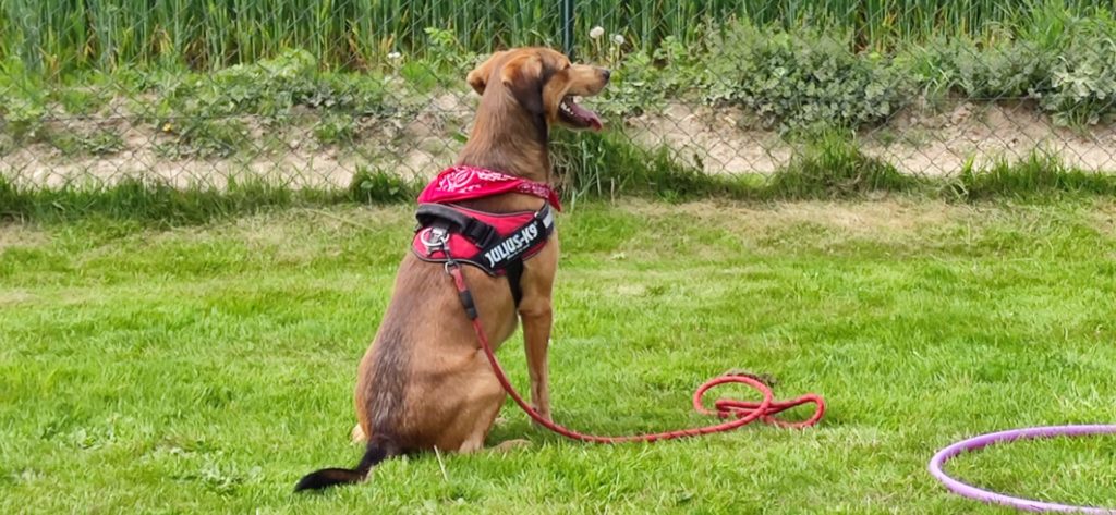 Pepito rappel et immobilité. - IMG 20220505 150502 1