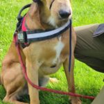 AMICANIN : éducation canine - dressage à Beuzeville - Eure - Normandie - IMG 20220512 155101