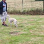 AMICANIN : éducation canine - dressage à Beuzeville - Eure - Normandie - IMG 20220625 103508