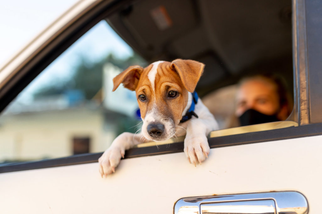 Chien malade en voiture : comment lutter contre le mal des transports - chien voiture
