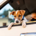 Amicanin - Education canine en Normandie - chien voiture