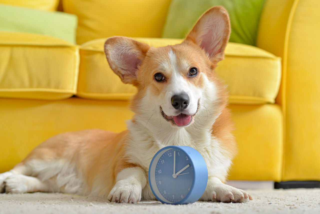 La notion du temps chez le chien - Amicanin