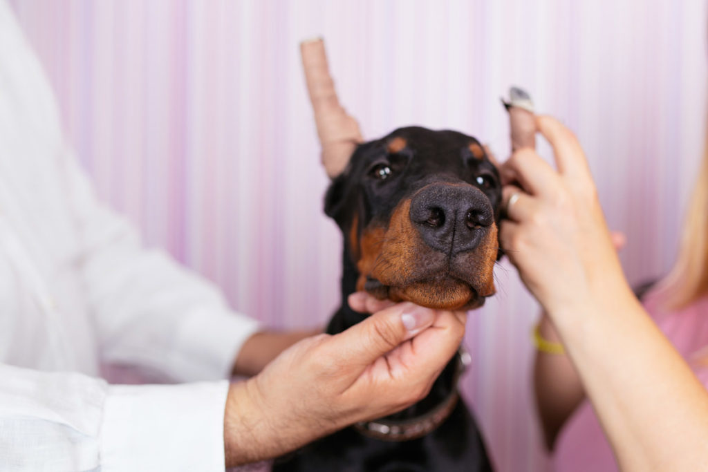 Pourquoi la coupe des oreilles des chiens est-elle interdite aujourd’hui ? - oreilles pansement
